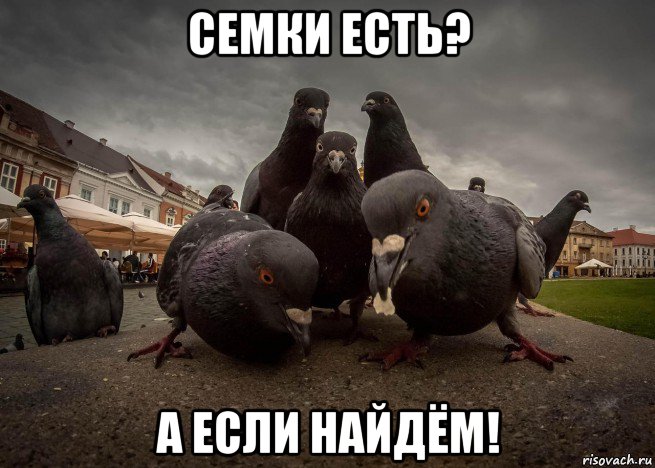 семки есть? а если найдём!