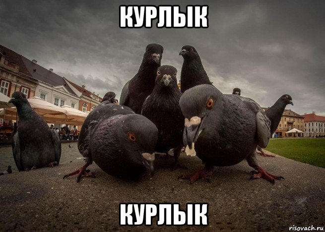курлык курлык, Мем Банда голубей