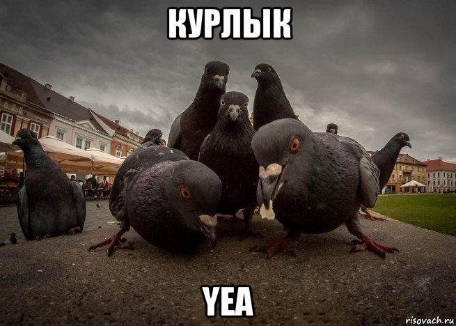 курлык yea