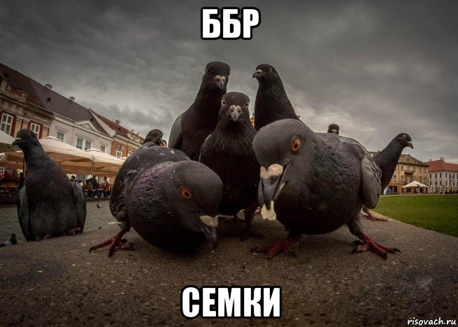 ббр семки