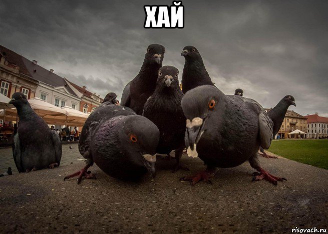 хай 