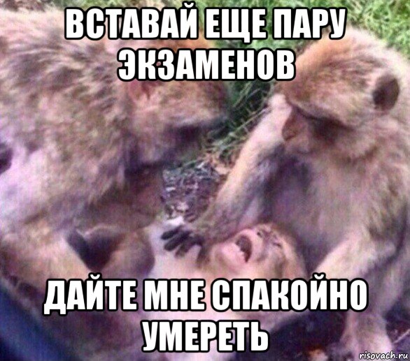 вставай еще пару экзаменов дайте мне спакойно умереть