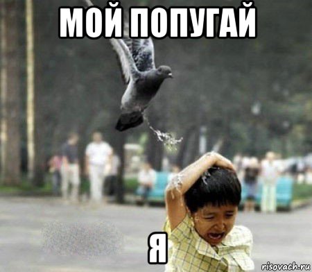 мой попугай я
