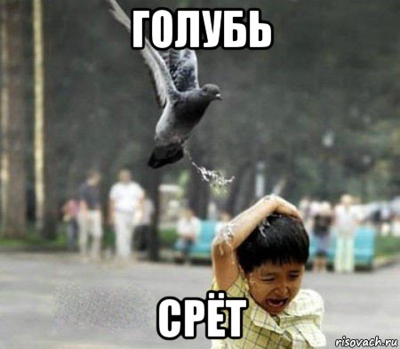 голубь срёт, Мем Голубь