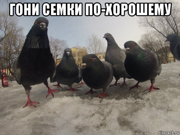 гони семки по-хорошему 