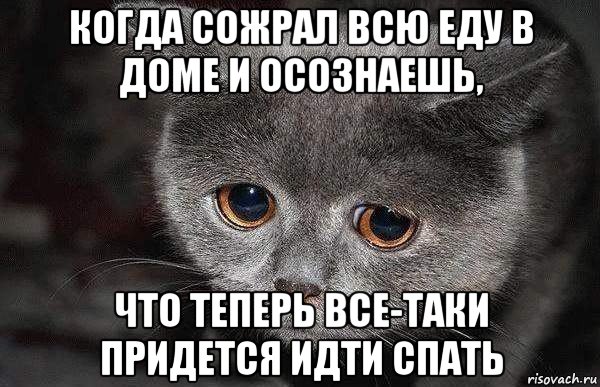 когда сожрал всю еду в доме и осознаешь, что теперь все-таки придется идти спать, Мем  Грустный кот