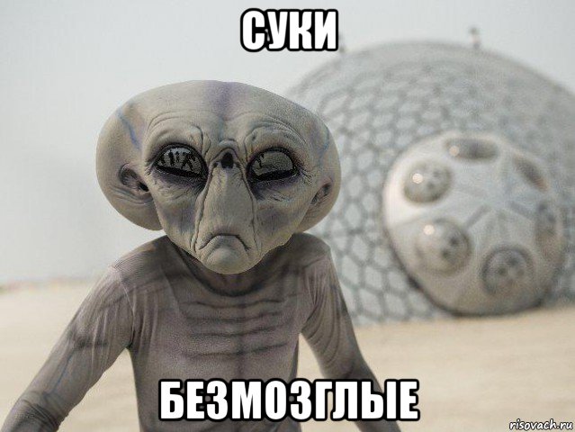 суки безмозглые