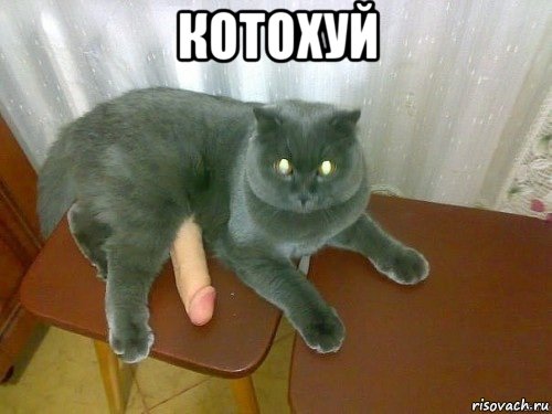 котохуй 
