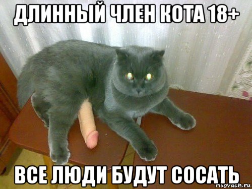 длинный член кота 18+ все люди будут сосать