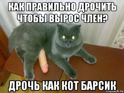 как правильно дрочить чтобы вырос член? дрочь как кот барсик