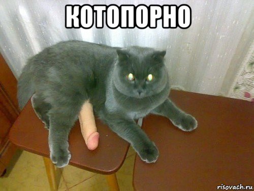 котопорно 