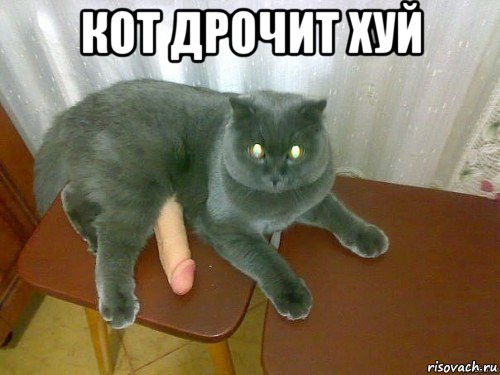 кот дрочит хуй 
