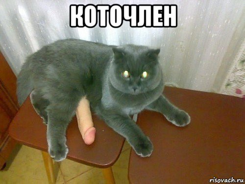 коточлен 