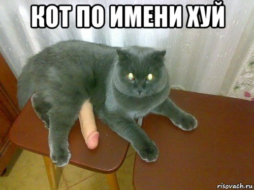 кот по имени хуй 