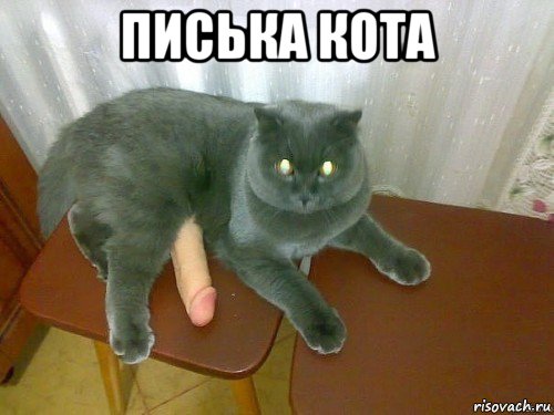 писька кота 