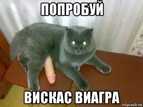 попробуй вискас виагра