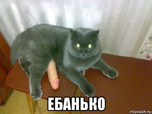  ебанько