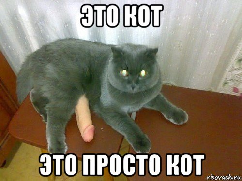это кот это просто кот