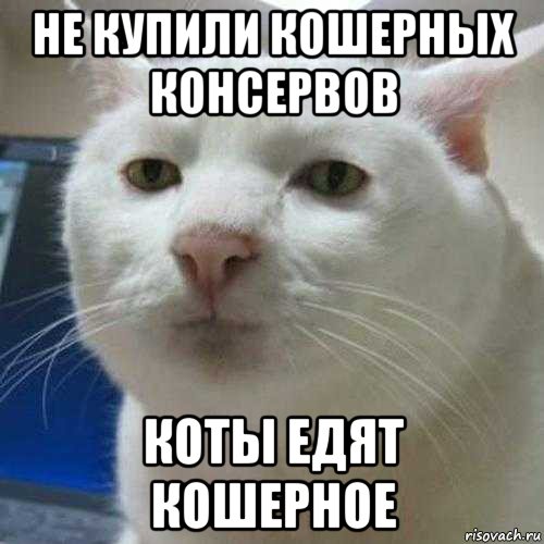 не купили кошерных консервов коты едят кошерное