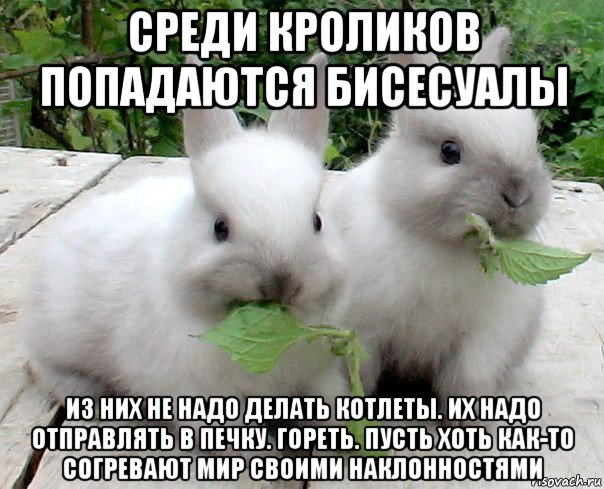 среди кроликов попадаются бисесуалы из них не надо делать котлеты. их надо отправлять в печку. гореть. пусть хоть как-то согревают мир своими наклонностями