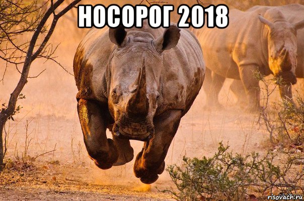 носорог 2018 , Мем носорог