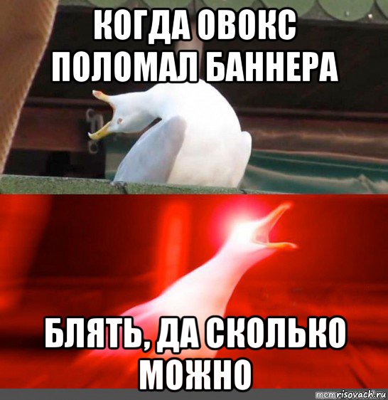 когда овокс поломал баннера блять, да сколько можно