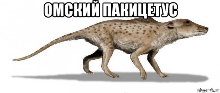 омский пакицетус 