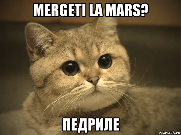 mergeti la mars? педриле, Мем Пидрила ебаная котик