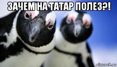 зачем на татар полез?! , Мем  Подозрительные пингвины