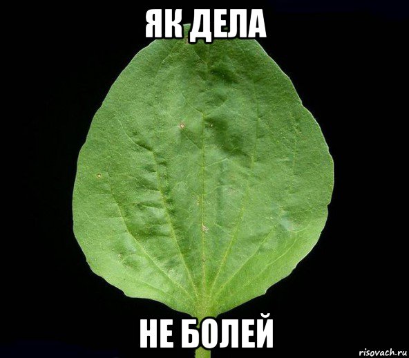 як дела не болей, Мем Подорожник
