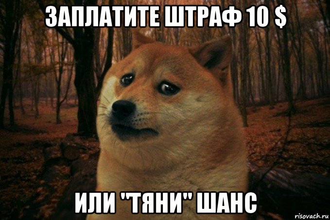 заплатите штраф 10 $ или "тяни" шанс, Мем SAD DOGE