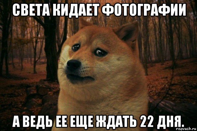 света кидает фотографии а ведь ее еще ждать 22 дня., Мем SAD DOGE