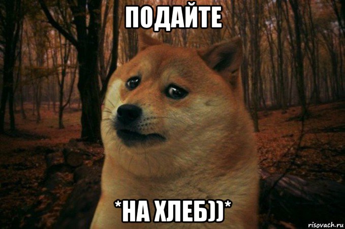 подайте *на хлеб))*, Мем SAD DOGE