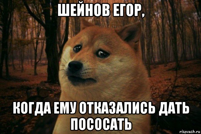 шейнов егор, когда ему отказались дать пососать, Мем SAD DOGE