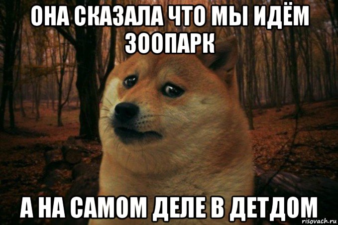 она сказала что мы идём зоопарк а на самом деле в детдом, Мем SAD DOGE