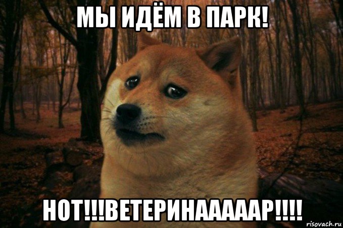 мы идём в парк! нот!!!ветеринааааар!!!!, Мем SAD DOGE