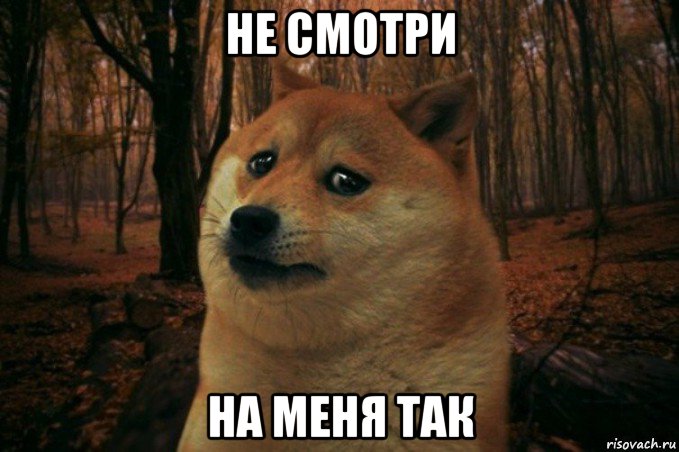 не смотри на меня так, Мем SAD DOGE