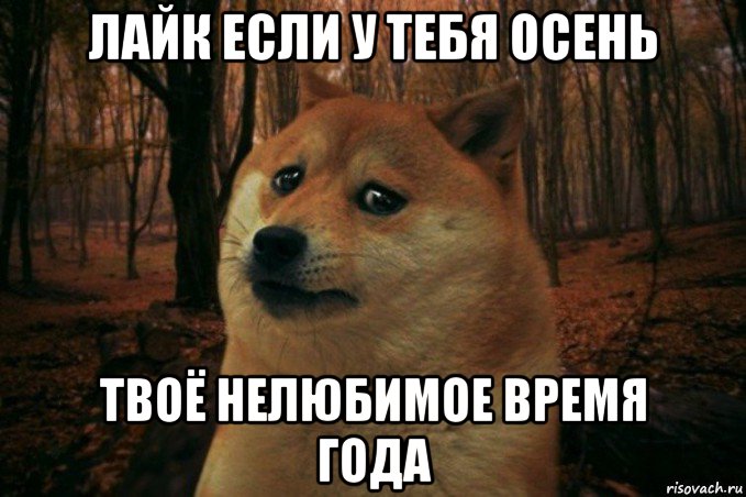 лайк если у тебя осень твоё нелюбимое время года, Мем SAD DOGE