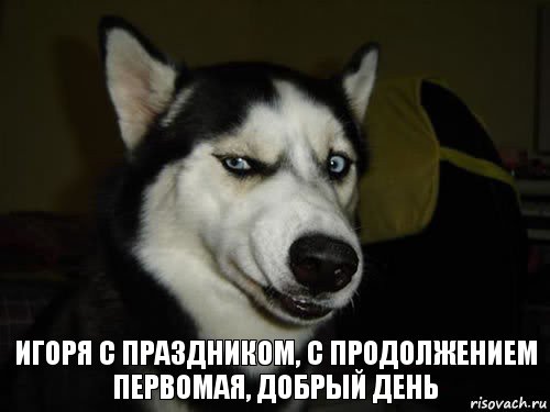 игоря с праздником, с продолжением первомая, добрый день, Комикс  Собака подозревака