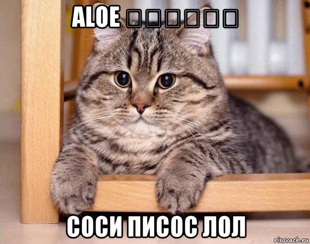 aloe 他妈的看起来 соси писос лол