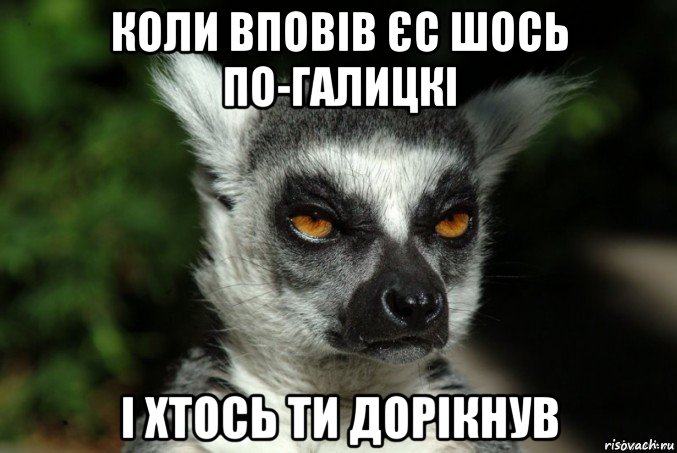 коли вповів єс шось по-галицкі і хтось ти дорікнув, Мем   Я збагоен