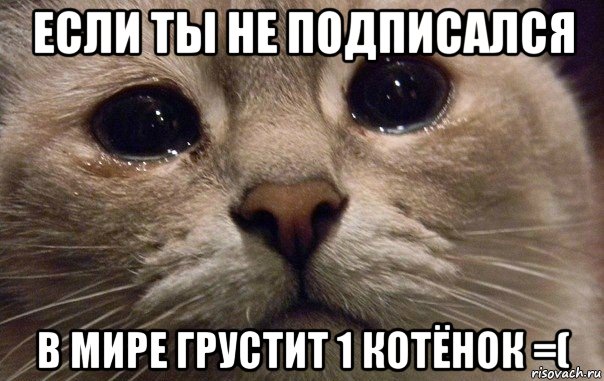 если ты не подписался в мире грустит 1 котёнок =(, Мем   В мире грустит один котик