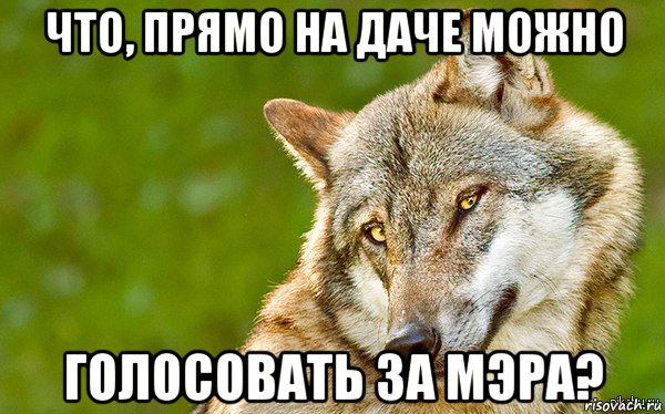 что, прямо на даче можно голосовать за мэра?, Мем   Volf