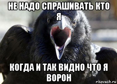 не надо спрашивать кто я когда и так видно что я ворон, Мем ворона