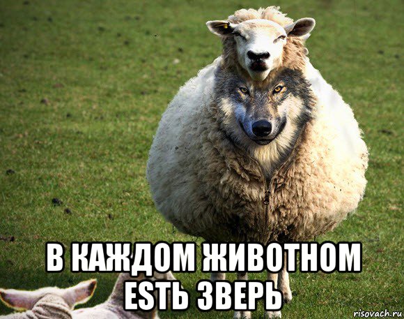  в каждом животном еsть зверь, Мем Злая Овца