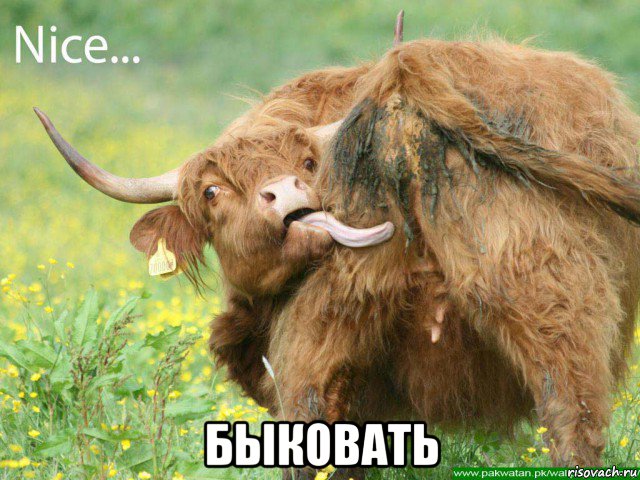  быковать