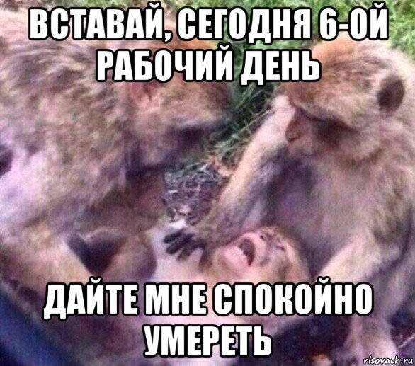 вставай, сегодня 6-ой рабочий день дайте мне спокойно умереть