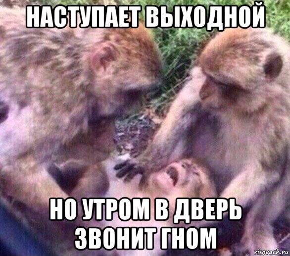 наступает выходной но утром в дверь звонит гном