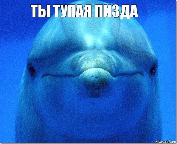 Ты тупая пизда , Комикс дельфин