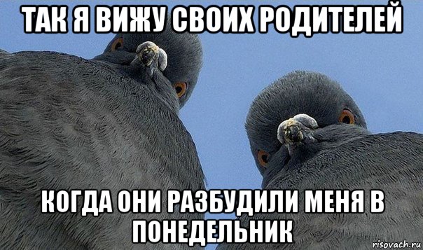 так я вижу своих родителей когда они разбудили меня в понедельник